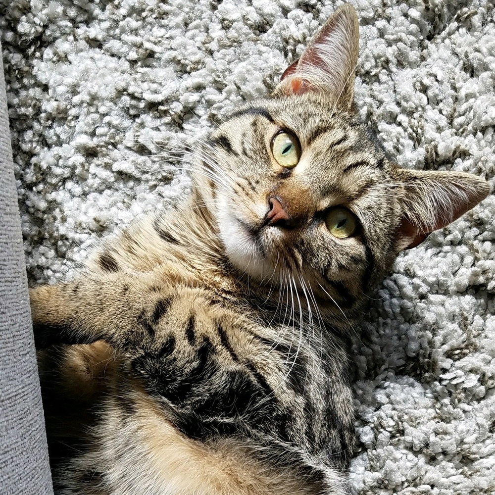 Meet your Posher, Krista